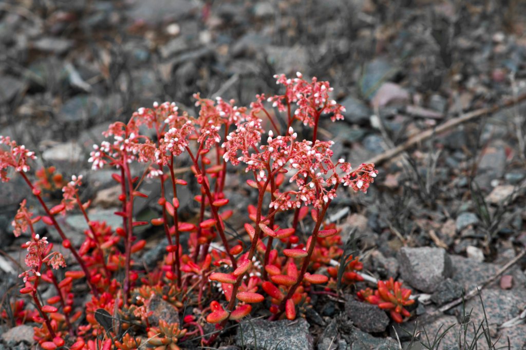 Kontrastblume