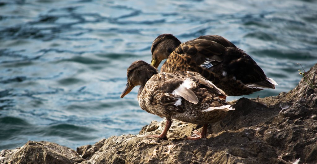Enten